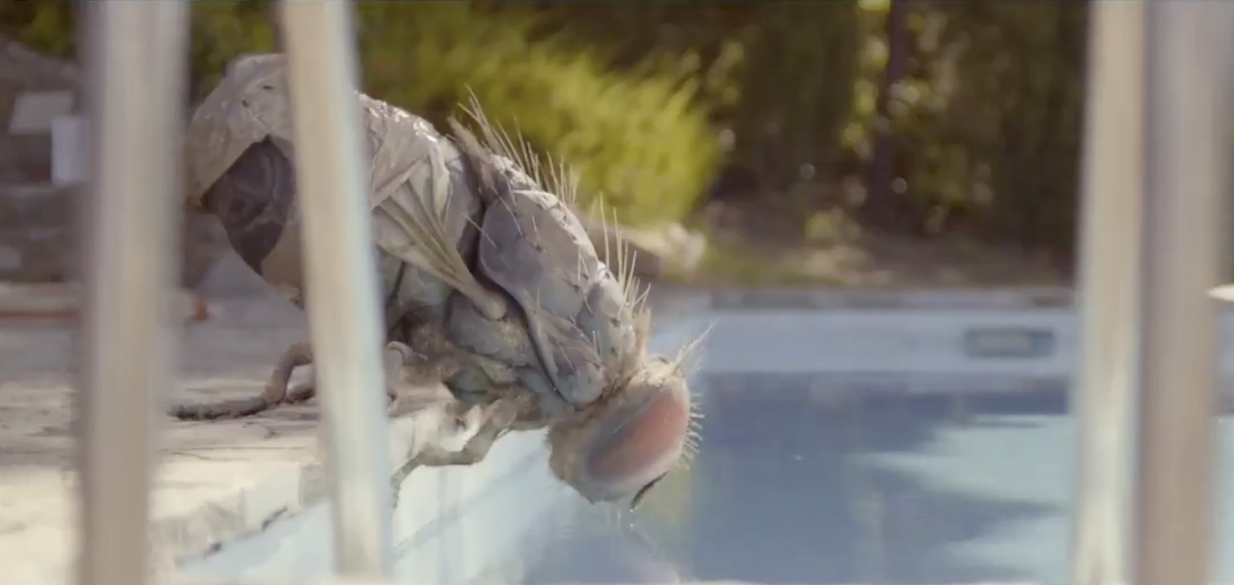 mandibules image 2.jpeg